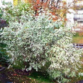 arenolisni_dren__cornus_alba_variegata