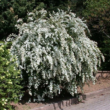 bela_spirea_suruica
