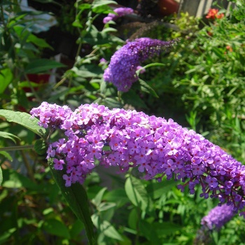 budleja__letnji_jorgovan