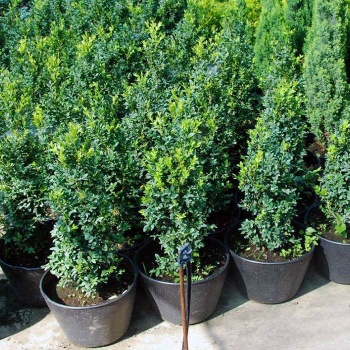 buxus_sempervirens_common_box_1