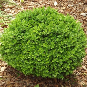 buxus_sempervirens_suffruticosa2