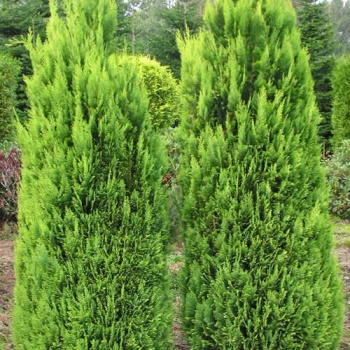 chamaecyparis_lawsoniana_alumii_gold3