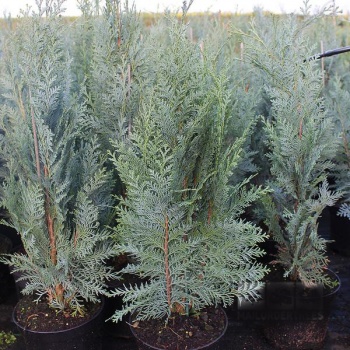 chamaecyparis_lawsoniana_columnaris1