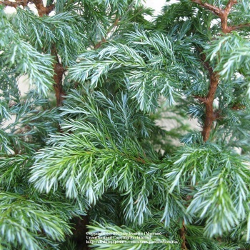 chamaecyparis_pisifera_boulevard1