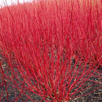 cornus_alba_sibirica