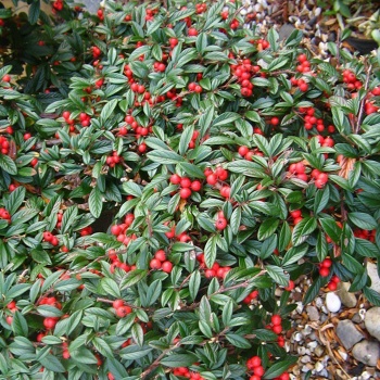 cotonaster_salicifolius_gnom_1110182437