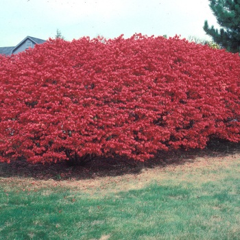 euonymus_alatus
