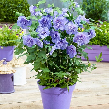 hibiscus_syriacus_blue_chiffon__-_hibiskus_plavi