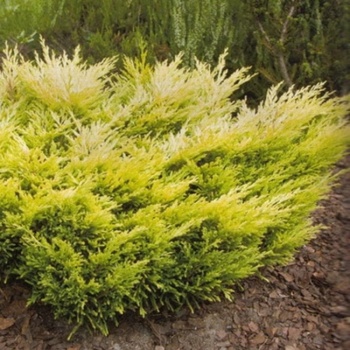 juniperus_horizontalis_lime_glow1