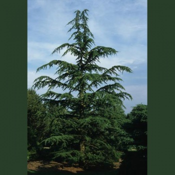 libanski_kedar_cedrus_libani