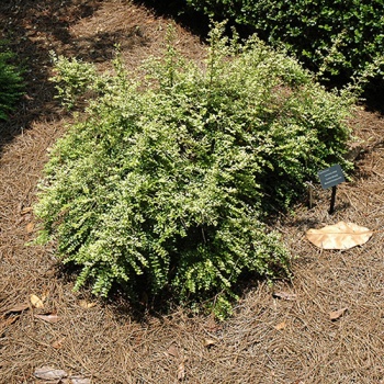 lonicera_nitida_lemon_beauty