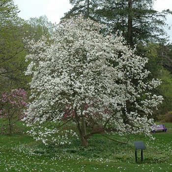 magnolija_bela__alba_superba