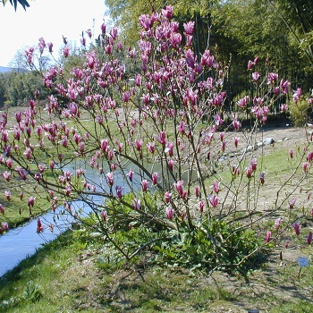 magnolija_nigra