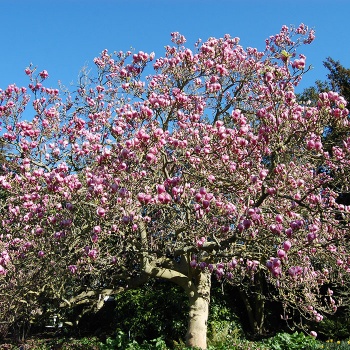 magnolija_rustica_rubra