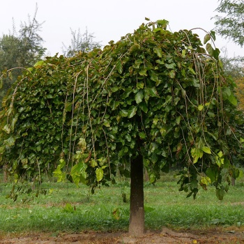 morus_alba_pendula