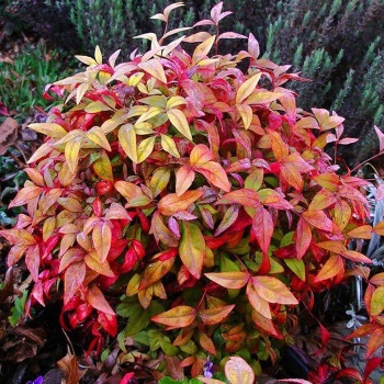 nandina_domestica_firepower