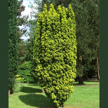 taxus_baccata_fastigiata_aurea2