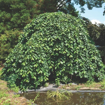 ulmus_glabra_pendula