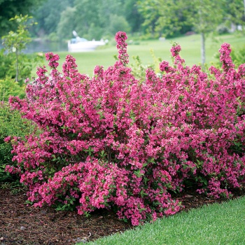 vajgelad-weigela
