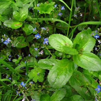 veronica_beccabunga