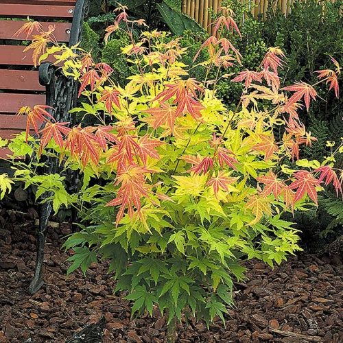 acer_orange_dream