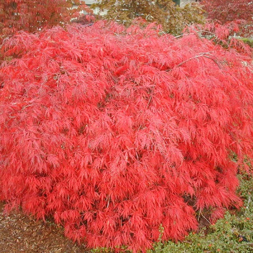 acer_palmatum_dissectum