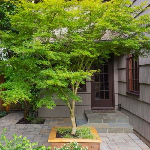 acer_palmatum_seiryu