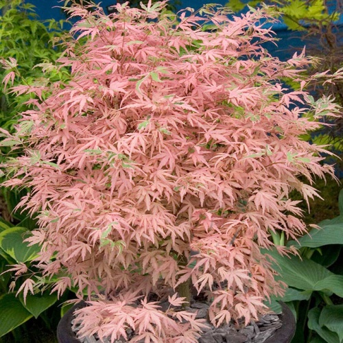 acer_palmatum_taylor