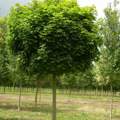 acer_platanoides_globosum