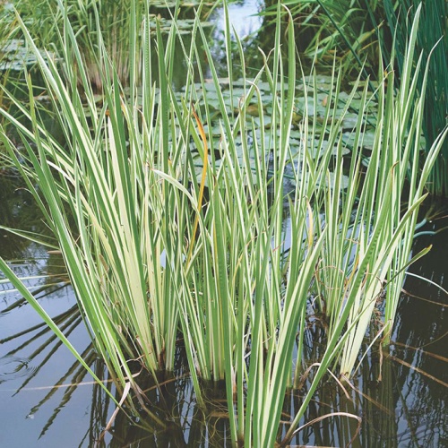 acorus_calamus_variegatus