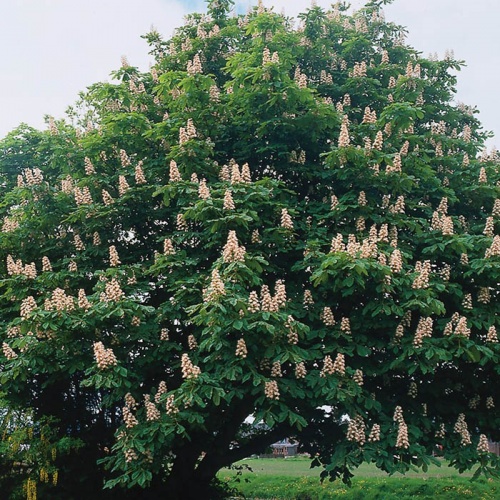 aesculus_-_divlji_kesten