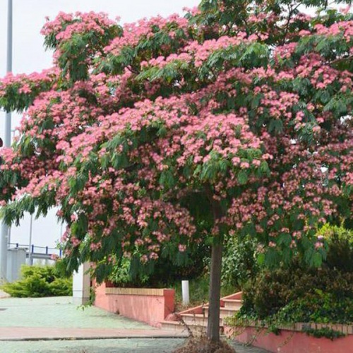 albicija__kineska_mimoza