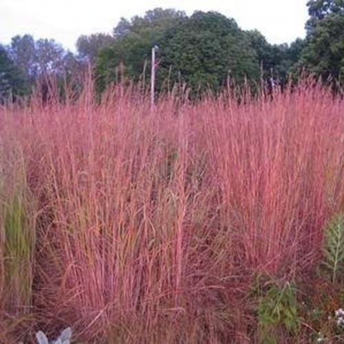andropogon