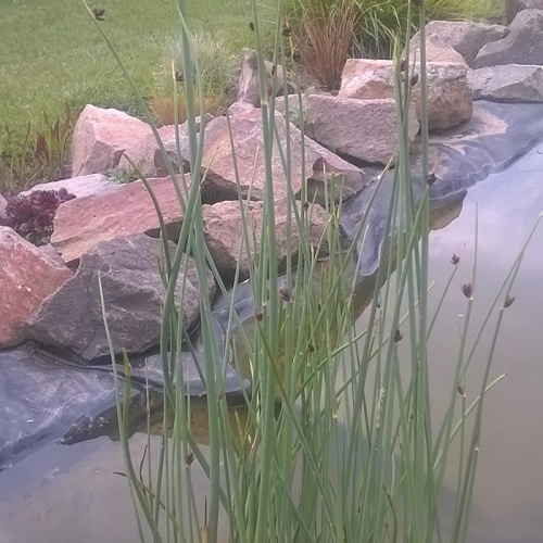 barska_trska__crni_cvet