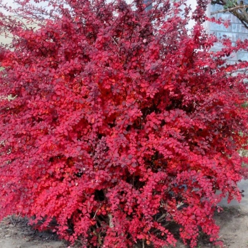 berberis_atropurpurea_nana