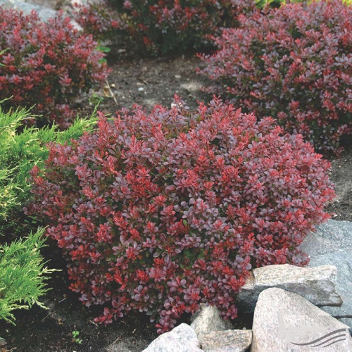 berberis_bagatelle