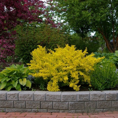 berberis_golden_dream