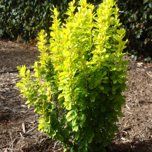 berberis_golden_rocket