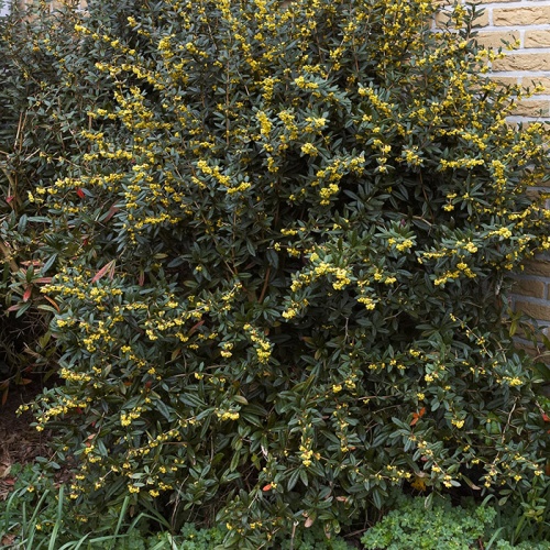 berberis_julianae