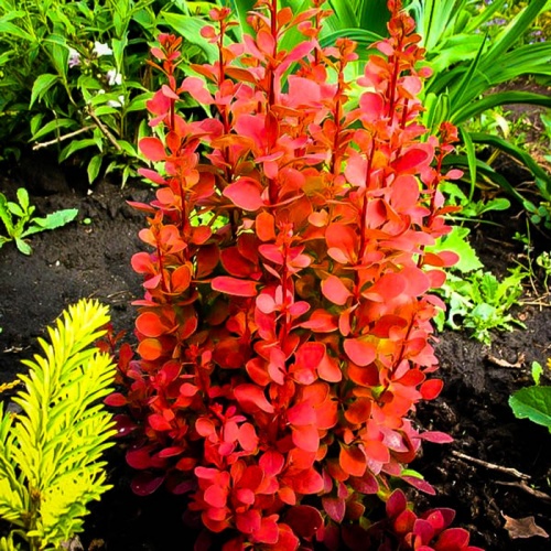 berberis_orange_rocket