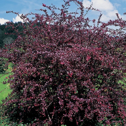 berberis_red_chief