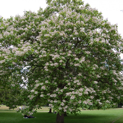 catalpa_bignonioides