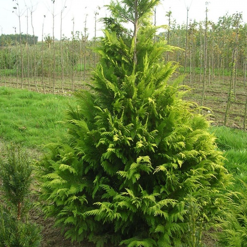 chamaecyparis_lawsoniana_alumii_gold1
