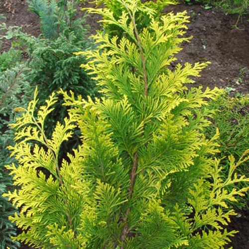 chamaecyparis_lawsoniana_alumii_gold2