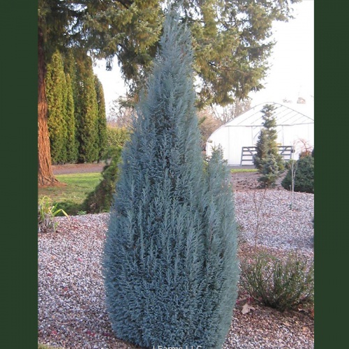 chamaecyparis_lawsoniana_blue_surprise1