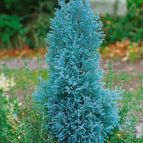 chamaecyparis_lawsoniana_blue_surprise2