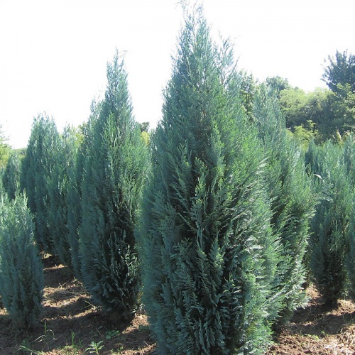 chamaecyparis_lawsoniana_blue_surprise3