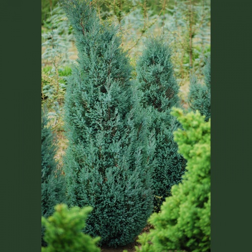 chamaecyparis_lawsoniana_blue_surprise4