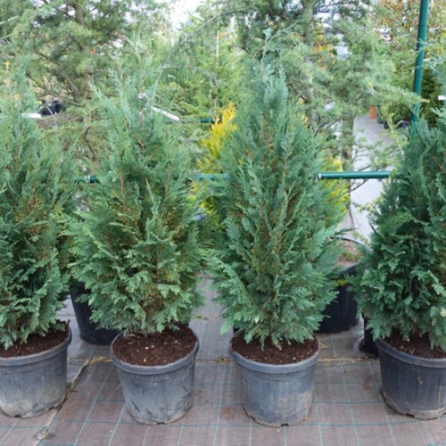 chamaecyparis_lawsoniana_columnaris_glauca