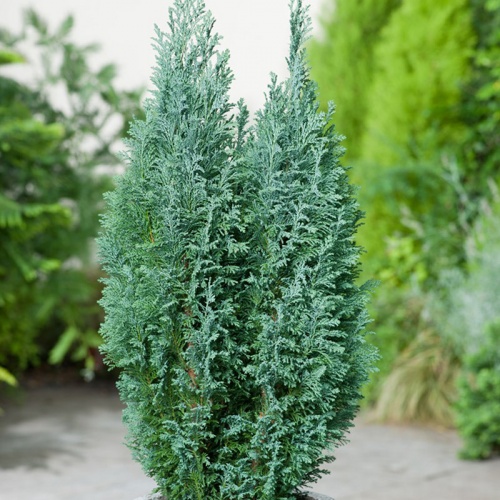 chamaecyparis_lawsoniana_ellwoodii_1